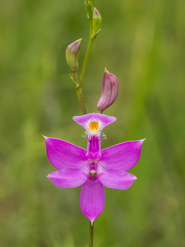 Calopogon tuberosus (Common Grass-pink orchid)