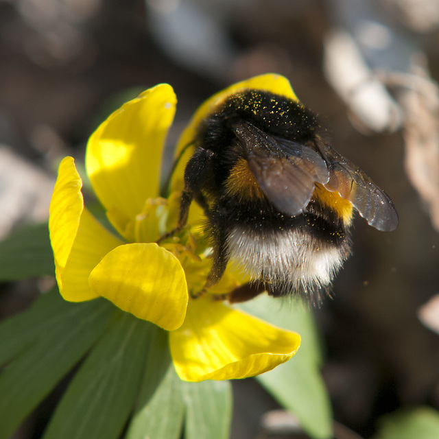 Hummel mit Winterling