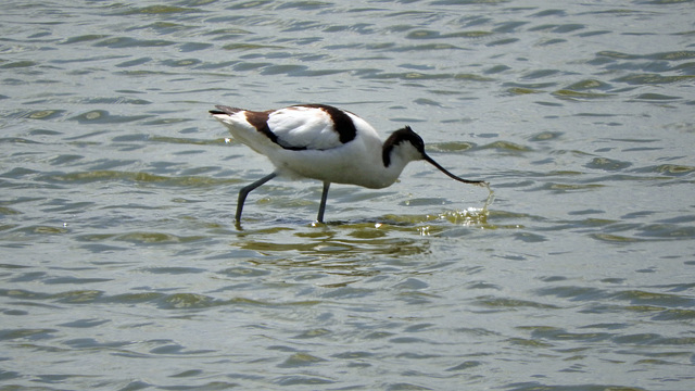 Avocet 1