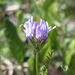 Purple Milk-vetch?