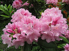 Rododendro