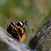 Red Admiral Butterfly