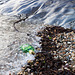 P1010027 detritus