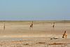 Namibia, Giraffes are Waiting on the Sidelines while the Lion is Drinking