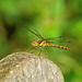 Common darter