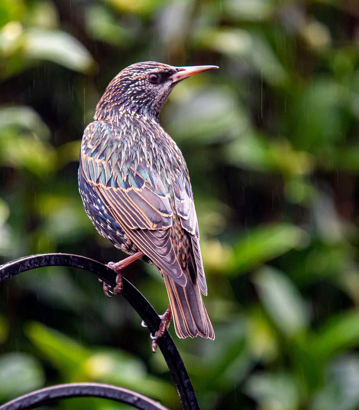 Starling