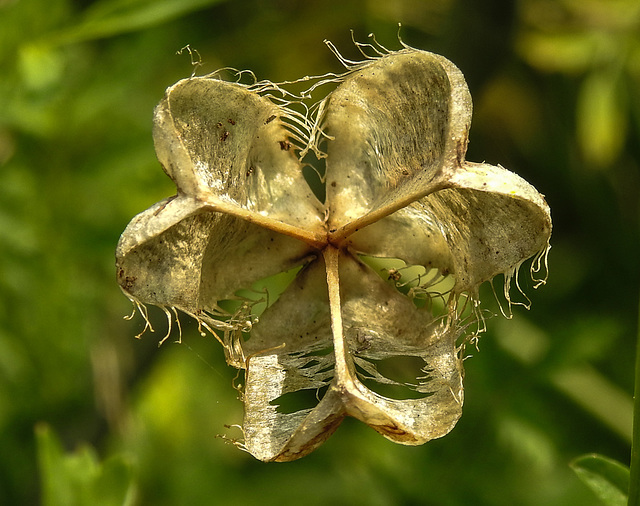 20210722 1882CPw [D~LIP] Schachbrettblume (Fritillaria meleagris) [Schachblume], Samenkapsel, Bad Salzuflen