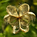 20210722 1882CPw [D~LIP] Schachbrettblume (Fritillaria meleagris) [Schachblume], Samenkapsel, Bad Salzuflen