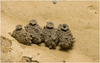 IMG 2893 Wasp Nest