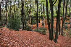 Im Wald am Nockenberg (Sprockhövel) / 6.11.2022