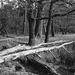 Compositie met bomen