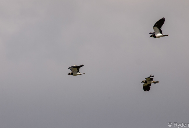 Lapwings in flight