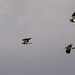 Lapwings in flight Lapwings in flight