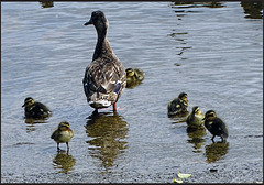 Duck and ducklings at Ellesmere Duck and ducklings at Ellesmere