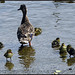 Duck and ducklings at Ellesmere