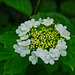 Guelder Rose