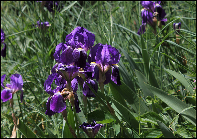 Iris germanica (3)