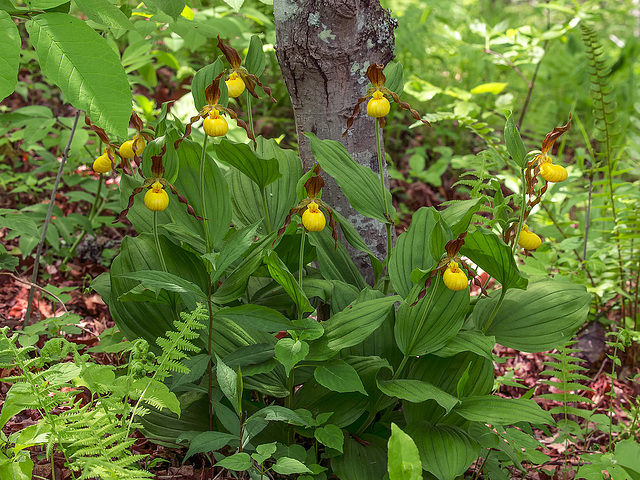 Cypripedium parviflorum var. parviflorum (Small Yellow Lady's-slipper orchid)