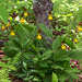 Cypripedium parviflorum var. parviflorum (Small Yellow Lady's-slipper orchid)