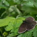 Ringlet Butterfly