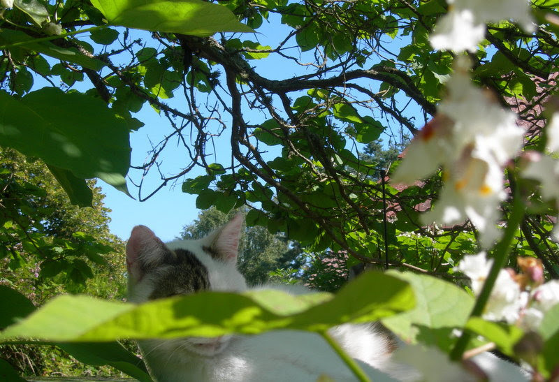 Cache-cache.