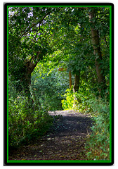 Country path at Burton Mere
