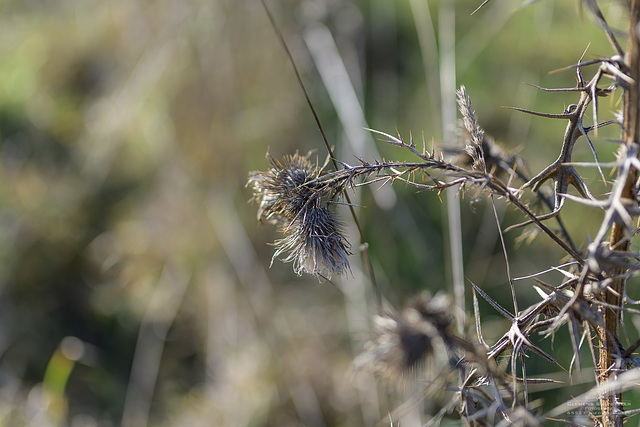 Distel