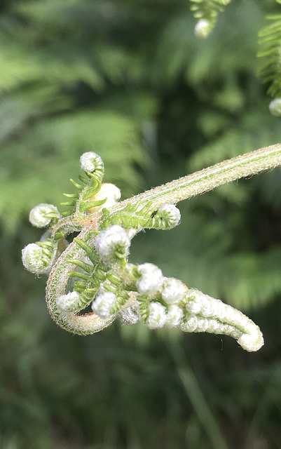 Entfaltung