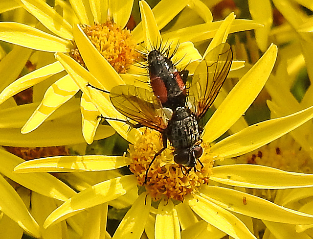 20210722 1883CPw [D~LIP] Fliege, Jakobs-Greiskraut (Jakobaea vulgaris), Bad Salzuflen