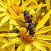 20210722 1883CPw [D~LIP] Fliege, Jakobs-Greiskraut (Jakobaea vulgaris), Bad Salzuflen