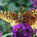 Great spangled Fritillary