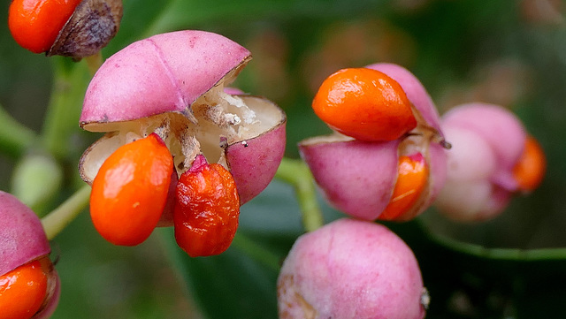 Euonymus japonicus... fusain du Japon