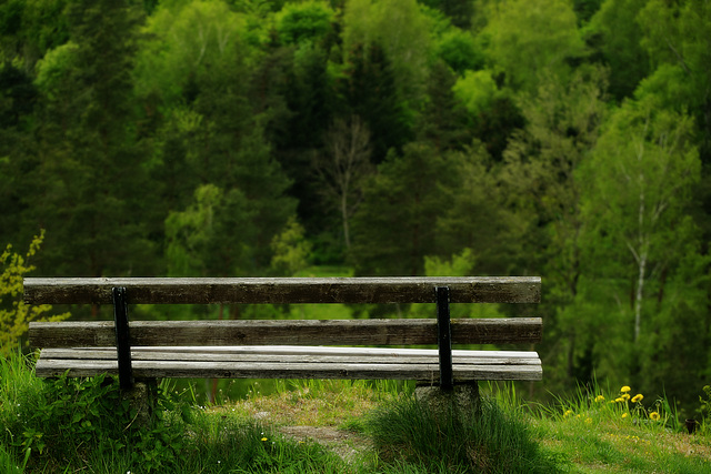 Bench with a View