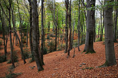 Im Wald am Nockenberg (Sprockhövel) / 6.11.2022