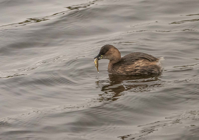 Little grebe