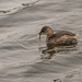 Little grebe