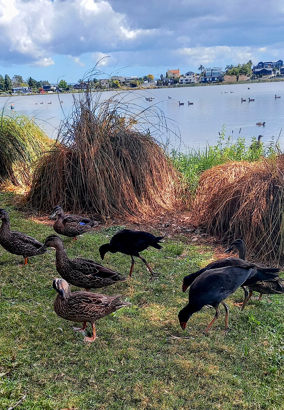 Ducks And Pukeko