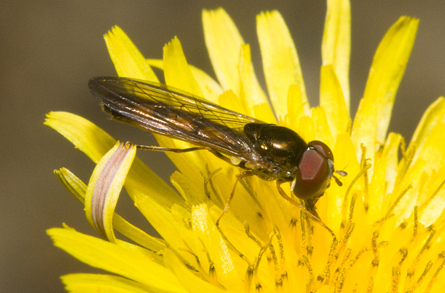 IMG 1612 Hoverfly-1