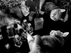 Das Parfum. Die Geschichte einer Katze