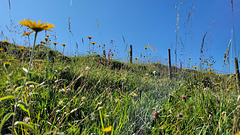 Berg-Blumenwiese