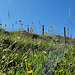 Berg-Blumenwiese