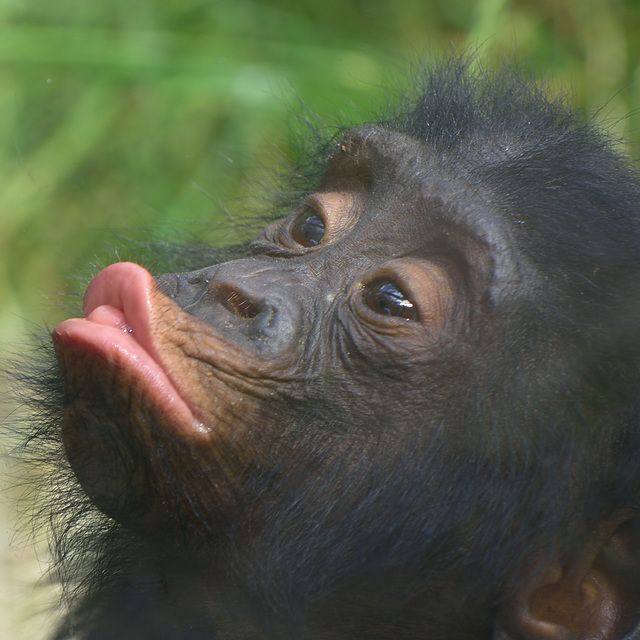 Bonobo