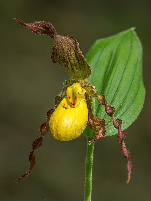 Cypripedium parviflorum var. parviflorum (Small Yellow Lady's-slipper orchid)