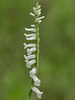 Spiranthes praecox (Grass-leaved Ladies'-tresses orchid or Greenvein Ladies'-tresses orchid)