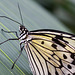 Eifalia Schmetterlingsgarten DSC00498