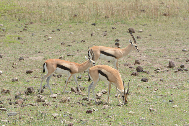 Ngorongoro, Three Tompson's Gazelles