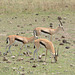 Ngorongoro, Three Tompson's Gazelles