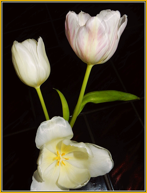 Tulipa gesneriana...