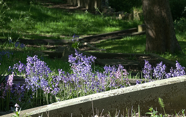 Sunny Cemetery