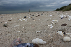 beach finds